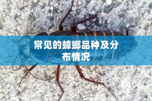 常见的蟑螂品种及分布情况