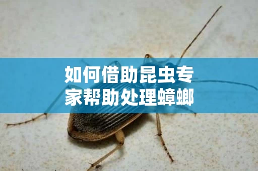 如何借助昆虫专家帮助处理蟑螂问题