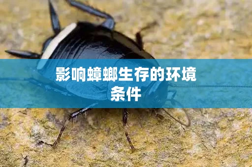 影响蟑螂生存的环境条件