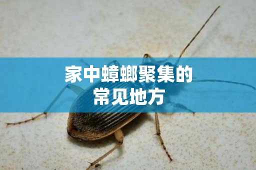 家中蟑螂聚集的常见地方