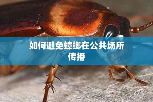 如何避免蟑螂在公共场所传播