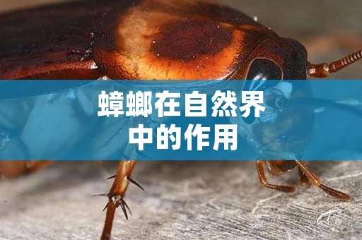 蟑螂在自然界中的作用