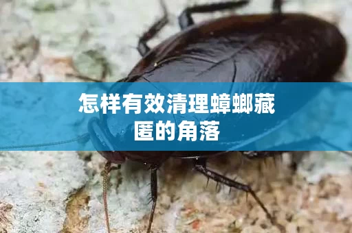 怎样有效清理蟑螂藏匿的角落