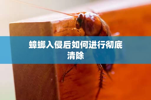 蟑螂入侵后如何进行彻底清除
