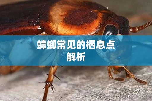 蟑螂常见的栖息点解析
