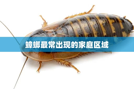 蟑螂最常出现的家庭区域