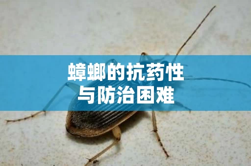 蟑螂的抗药性与防治困难
