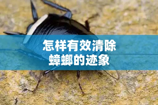 怎样有效清除蟑螂的迹象