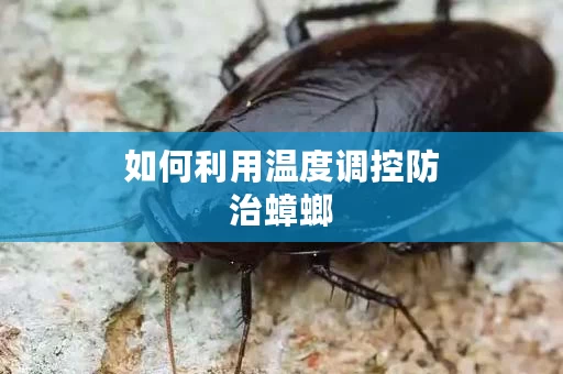 如何利用温度调控防治蟑螂