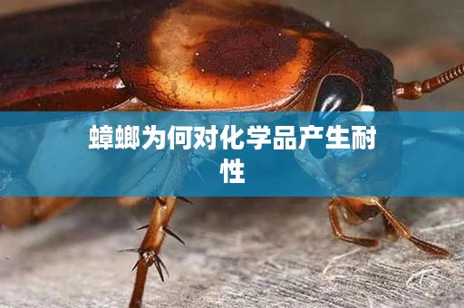 蟑螂为何对化学品产生耐性