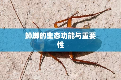 蟑螂的生态功能与重要性