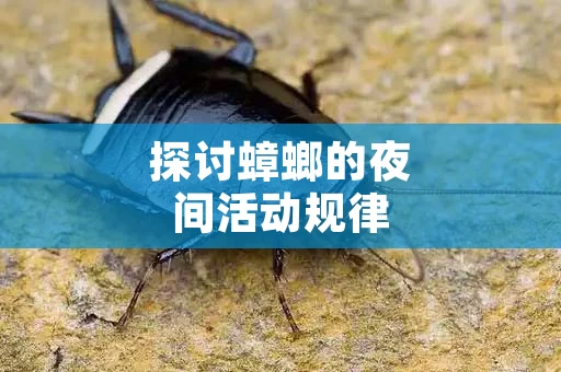 探讨蟑螂的夜间活动规律