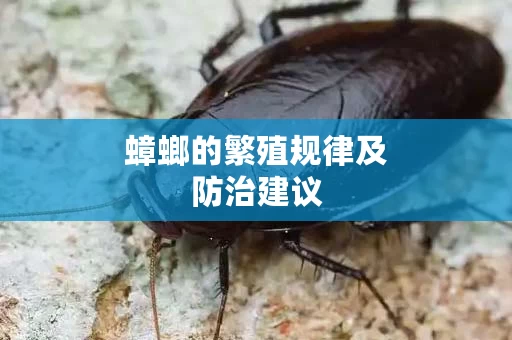 蟑螂的繁殖规律及防治建议