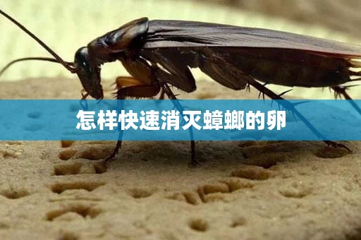 怎样快速消灭蟑螂的卵