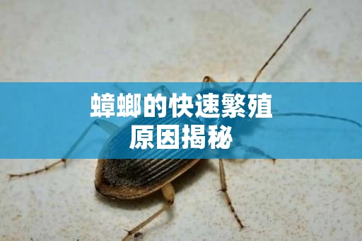 蟑螂的快速繁殖原因揭秘