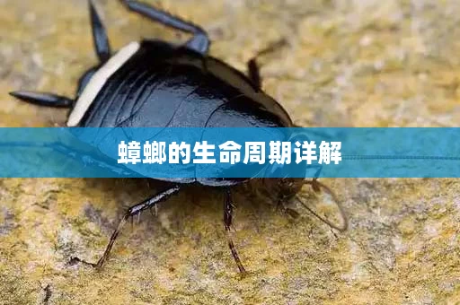 蟑螂的生命周期详解