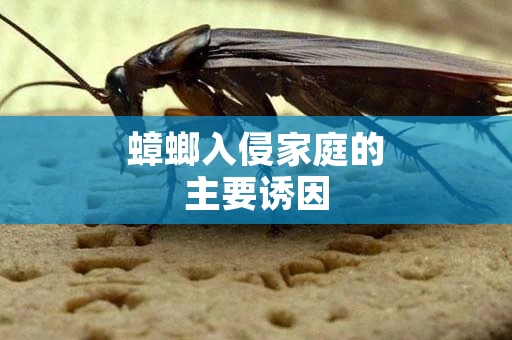 蟑螂入侵家庭的主要诱因