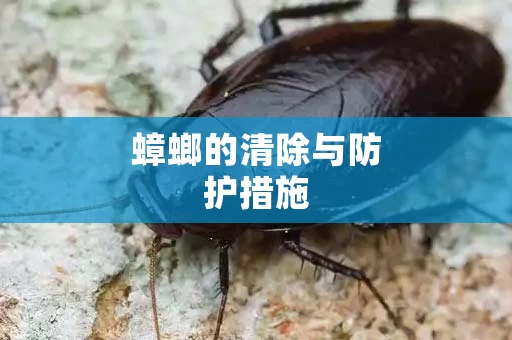 蟑螂的清除与防护措施