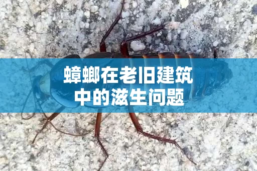 蟑螂在老旧建筑中的滋生问题