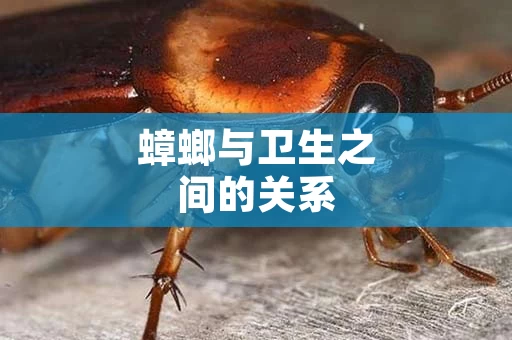 蟑螂与卫生之间的关系