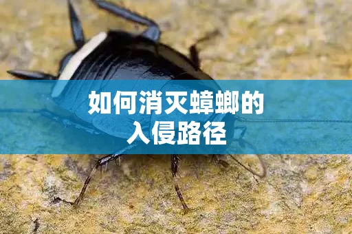 如何消灭蟑螂的入侵路径