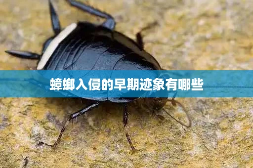 蟑螂入侵的早期迹象有哪些