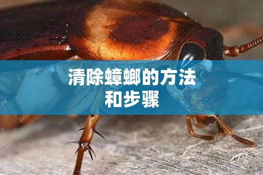 清除蟑螂的方法和步骤