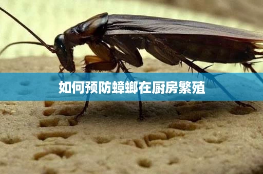 如何预防蟑螂在厨房繁殖