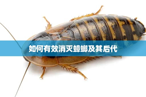 如何有效消灭蟑螂及其后代