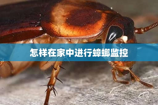 怎样在家中进行蟑螂监控