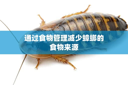 通过食物管理减少蟑螂的食物来源