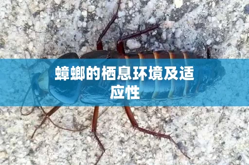 蟑螂的栖息环境及适应性