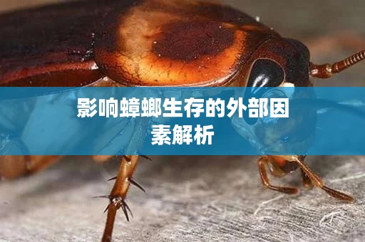 影响蟑螂生存的外部因素解析