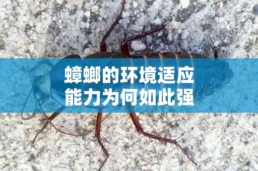 蟑螂的环境适应能力为何如此强大