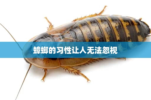 蟑螂的习性让人无法忽视
