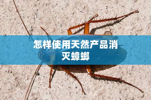 怎样使用天然产品消灭蟑螂