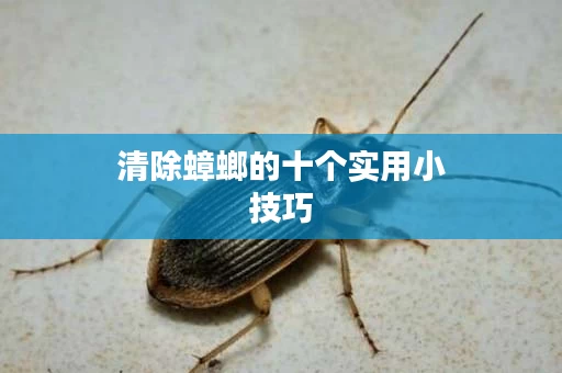 清除蟑螂的十个实用小技巧