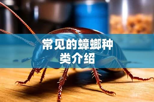 常见的蟑螂种类介绍