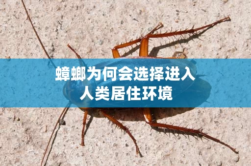 蟑螂为何会选择进入人类居住环境
