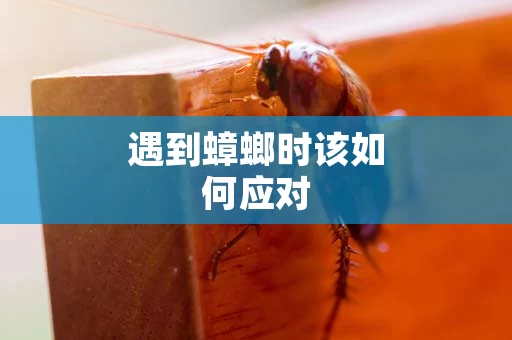 遇到蟑螂时该如何应对