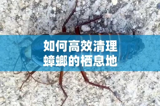 如何高效清理蟑螂的栖息地