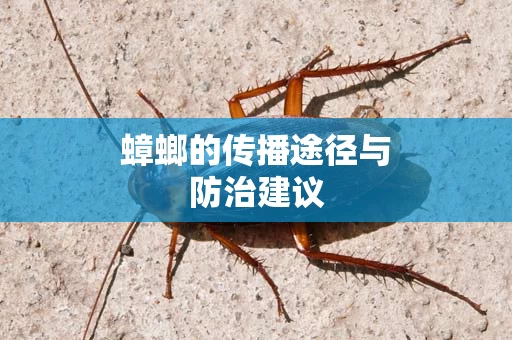 蟑螂的传播途径与防治建议