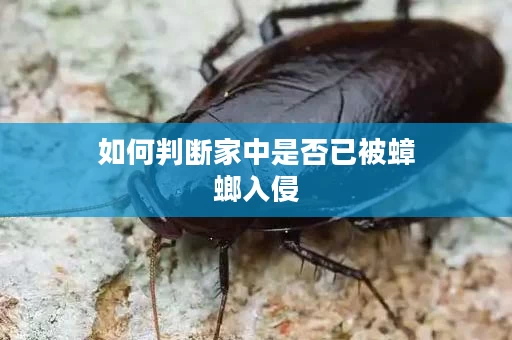 如何判断家中是否已被蟑螂入侵