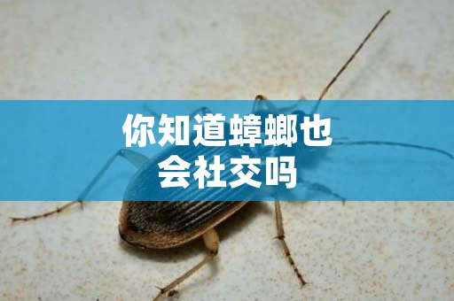 你知道蟑螂也会社交吗