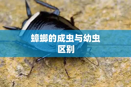 蟑螂的成虫与幼虫区别