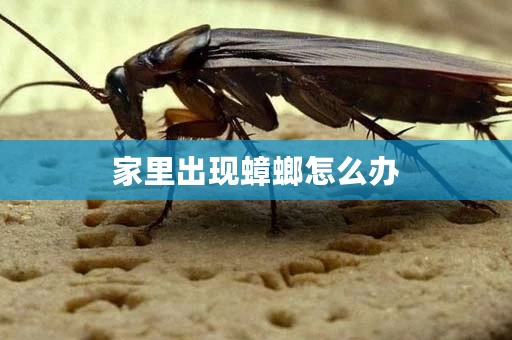 家里出现蟑螂怎么办