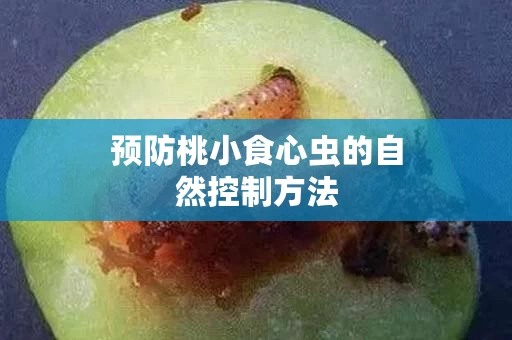 预防桃小食心虫的自然控制方法