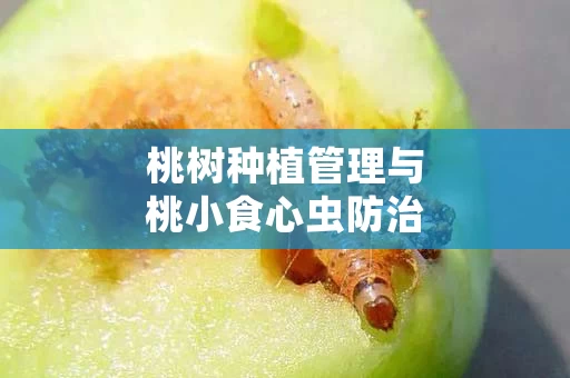桃树种植管理与桃小食心虫防治的关系