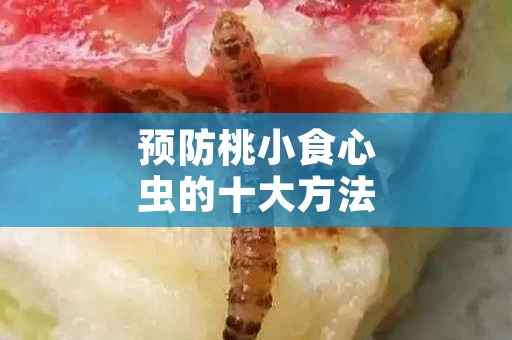 预防桃小食心虫的十大方法