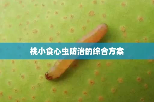 桃小食心虫防治的综合方案